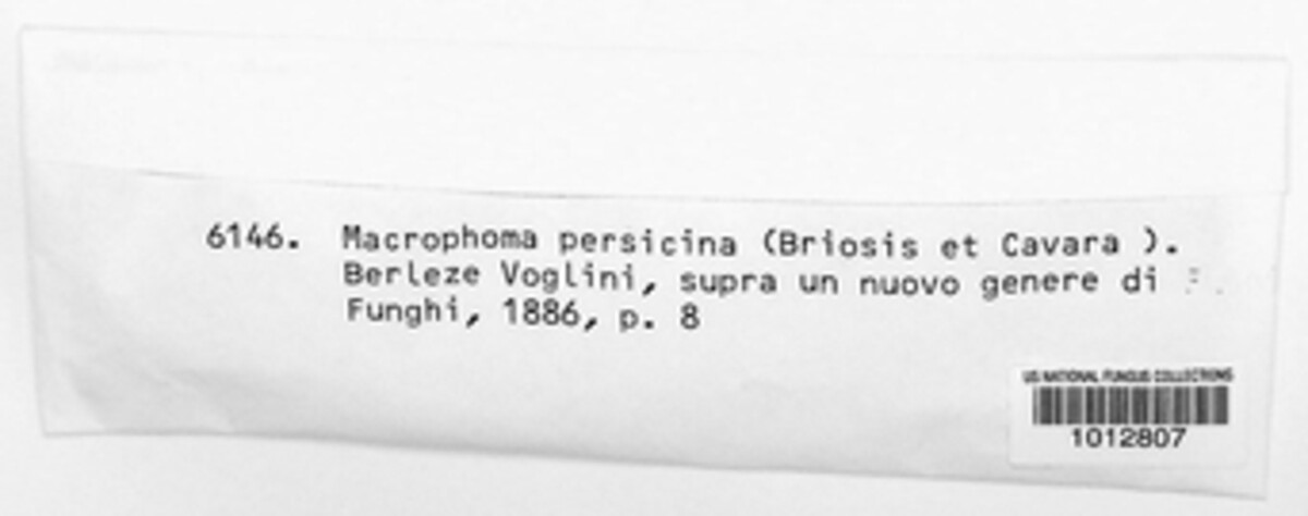 Diplodia persicina image